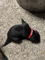 Red collar , a female Great Dane for sale in Webb City, MO – 2 of 6