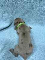 Lime green, a male Great Dane for sale in Webb City, MO – 8 of 10