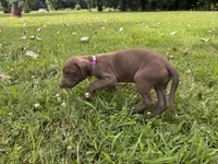 Purple collar , a female Great Dane for sale in Webb City, MO – 7 of 9
