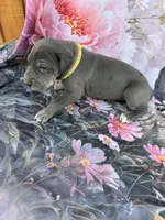 Yellow , a female Great Dane for sale in Webb City, MO – 2 of 9