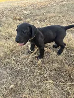 Gray collar , a male Great Dane for sale in Webb City, MO – 2 of 10