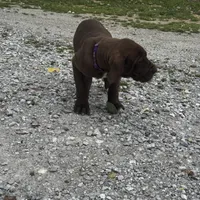 Purple, a female Great Dane for sale in Webb City, MO – 8 of 9