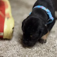 Turqoise, a male Great Dane for sale in Webb City, MO – 7 of 10