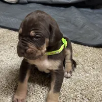 Green collar , a male Great Dane for sale in Webb City, MO – 3 of 10