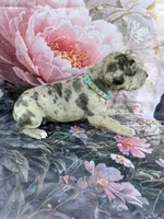Turquoise , a male Great Dane for sale in Webb City, MO – 2 of 8