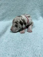 Pinky, a female Great Dane for sale in Webb City, MO – 10 of 10