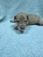 Lime green, a male Great Dane for sale in Webb City, MO – 9 of 10