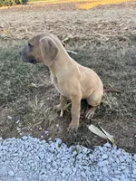 Fawn , a male Great Dane for sale in Webb City, MO – 5 of 10