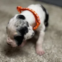 Orange collar , a male Great Dane for sale in Webb City, MO – 7 of 10