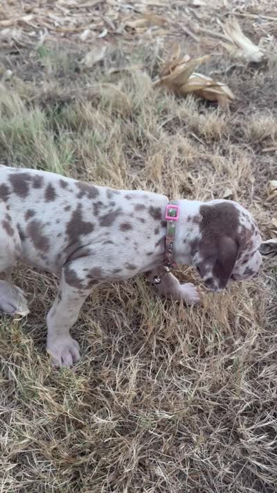 Pinky, a female Great Dane for sale in Webb City, MO – 5 of 10