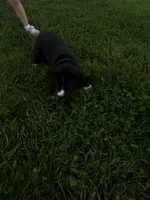 Gray collar, a male Great Dane for sale in Webb City, MO – 5 of 10