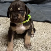 Green collar , a male Great Dane for sale in Webb City, MO – 7 of 10