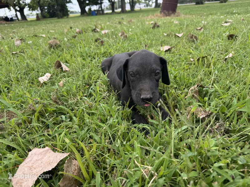 Green – Great Dane puppy for sale in Webb City, MO
