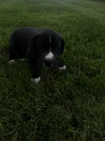 Gray collar, a male Great Dane for sale in Webb City, MO – 7 of 10