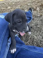 Green, a female Great Dane for sale in Webb City, MO – 4 of 10