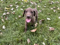 Lime green , a female Great Dane for sale in Webb City, MO – 7 of 10