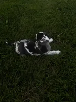 Purple collar, a female Great Dane for sale in Webb City, MO – 5 of 10