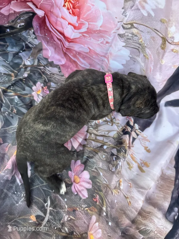 Pink collar – Great Dane puppy for sale in Webb City, MO