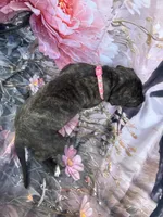 Pink collar, a female Great Dane for sale in Webb City, MO – 1 of 9