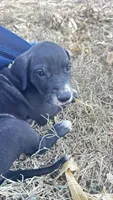 Green, a female Great Dane for sale in Webb City, MO – 5 of 10