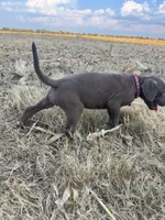 Pink collar , a female Great Dane for sale in Webb City, MO – 6 of 10