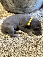 Yellow , a female Great Dane for sale in Webb City, MO – 4 of 9