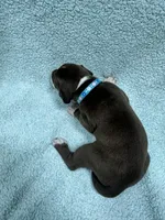 Turquoise, a male Great Dane for sale in Webb City, MO – 7 of 10