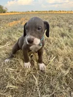 Turquoise, a male Great Dane for sale in Webb City, MO – 6 of 10