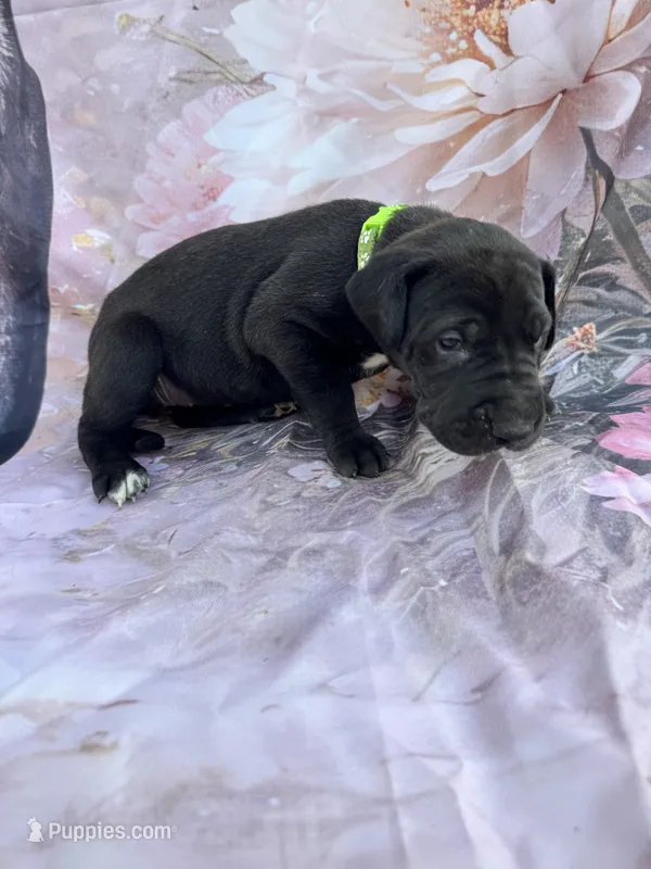 Green collar  – Great Dane puppy for sale in Webb City, MO