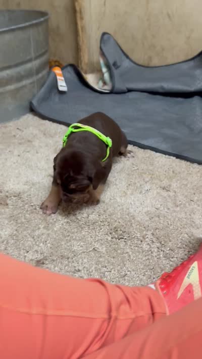 Green collar , a male Great Dane for sale in Webb City, MO – 9 of 10