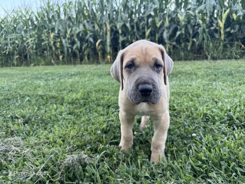 Fawn  – Great Dane puppy for sale in Webb City, MO