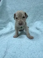 Green collar , a male Great Dane for sale in Webb City, MO – 5 of 9