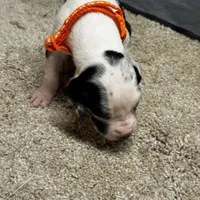 Orange collar , a male Great Dane for sale in Webb City, MO – 9 of 10