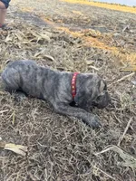 Red collar, a male Great Dane for sale in Webb City, MO – 3 of 10