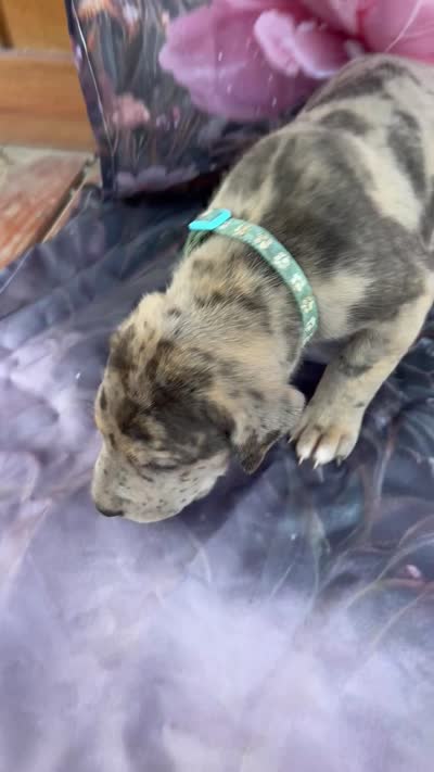 Turquoise , a male Great Dane for sale in Webb City, MO – 4 of 8