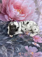 Purple collar / beautiful , a female Great Dane for sale in Webb City, MO – 7 of 7