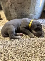 Yellow , a female Great Dane for sale in Webb City, MO – 8 of 9
