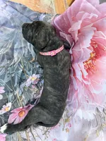 Pink collar, a female Great Dane for sale in Webb City, MO – 4 of 9