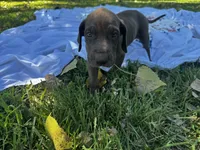 Pink, a female Great Dane for sale in Webb City, MO – 8 of 10