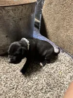 Gray collar 3 musketeers , a male Great Dane for sale in Webb City, MO – 9 of 10