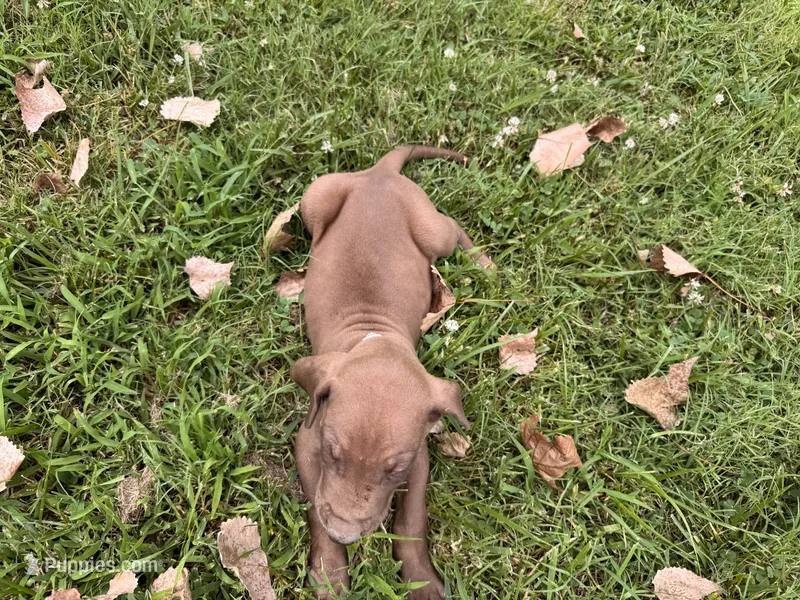 Lime green  – Great Dane puppy for sale in Webb City, MO