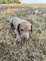 Lime green, a male Great Dane for sale in Webb City, MO – 5 of 10