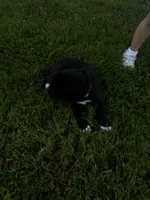 Gray collar, a male Great Dane for sale in Webb City, MO – 6 of 10