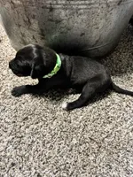 Green collar , a female Great Dane for sale in Webb City, MO – 9 of 10