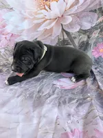 Gray collar 3 musketeers , a male Great Dane for sale in Webb City, MO – 7 of 10