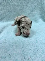 Pinky, a female Great Dane for sale in Webb City, MO – 4 of 10