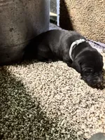 Gray collar 3 musketeers , a male Great Dane for sale in Webb City, MO – 4 of 10