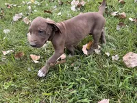 Lime green , a female Great Dane for sale in Webb City, MO – 9 of 10