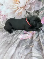 Red collar , a female Great Dane for sale in Webb City, MO – 6 of 6