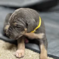 Yellow collat, a male Great Dane for sale in Webb City, MO – 6 of 10